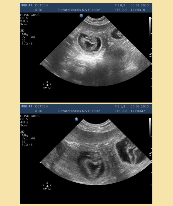 b-wurf-ultraschall